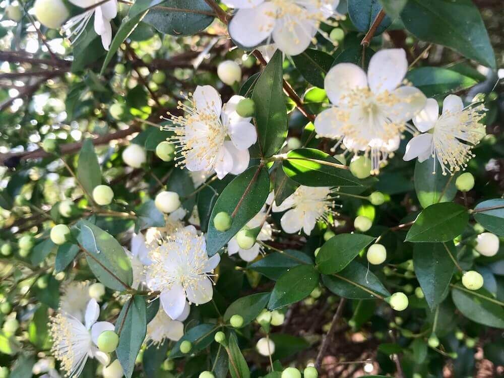 マートル　ギンバイカ　銀梅花 生垣