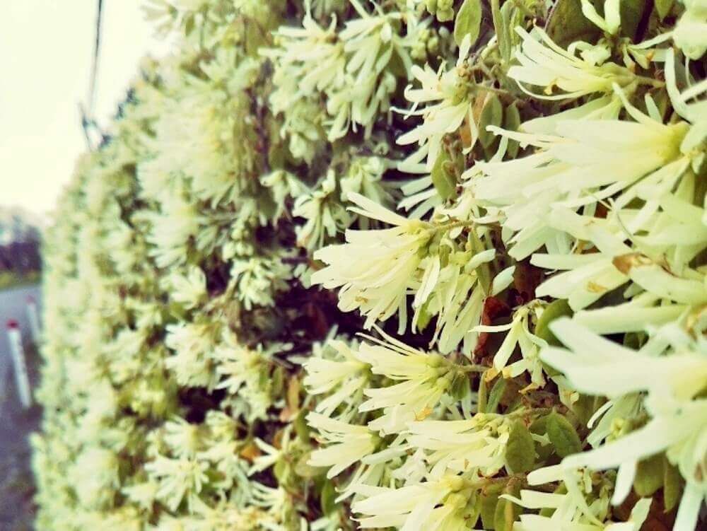 トキワマンサク 生垣