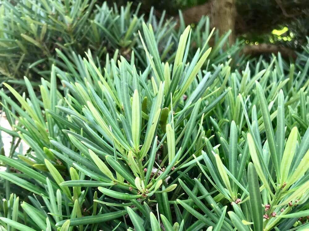 ラカンマキ 生垣