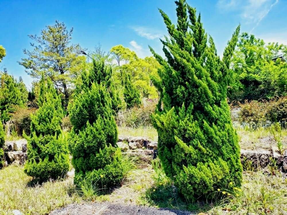 コニファー 生垣