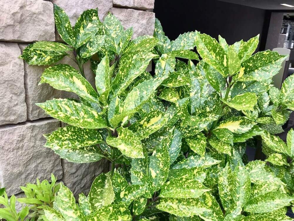 青木　アオキ 生垣