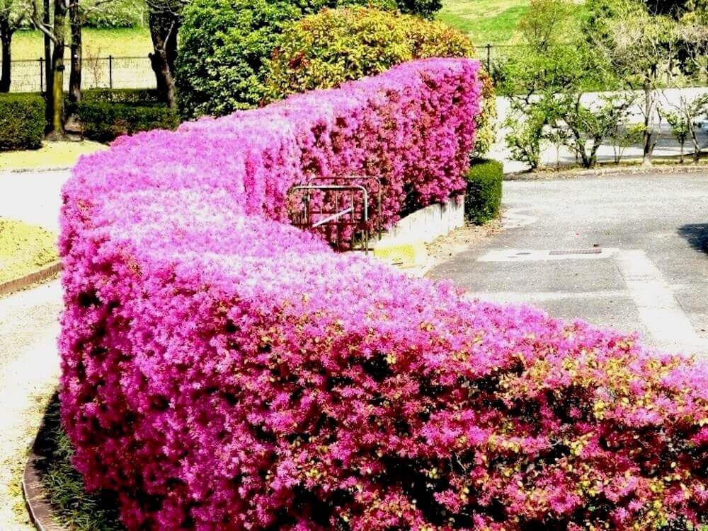 トキワマンサク 生垣