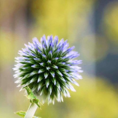 ルリタマアザミの花言葉 花の特徴や種類 ドライフラワーが人気 Greensnap グリーンスナップ