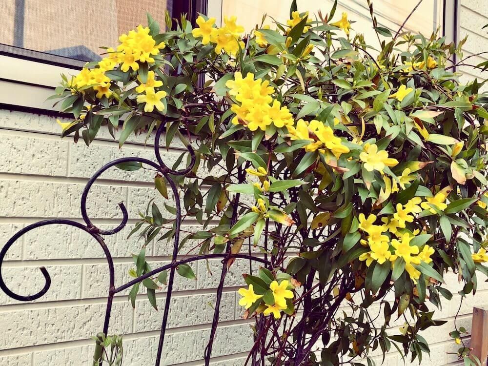 カロナイラジャスミン