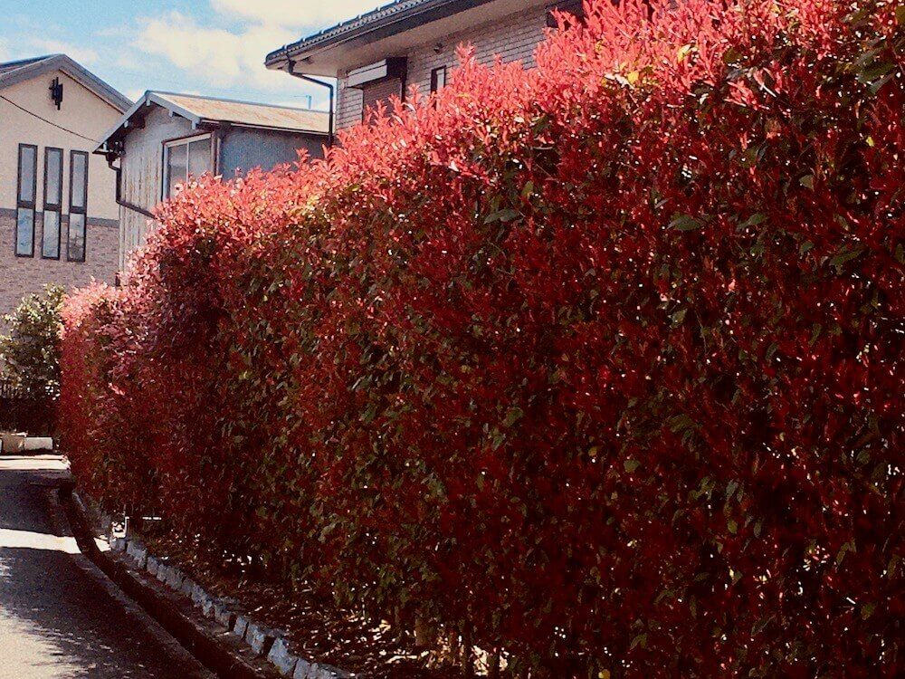 生け垣　生垣　レッドロビン