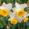 【水仙の種類・品種一覧】人気、珍しいのは？写真で見分け方をご紹介の画像