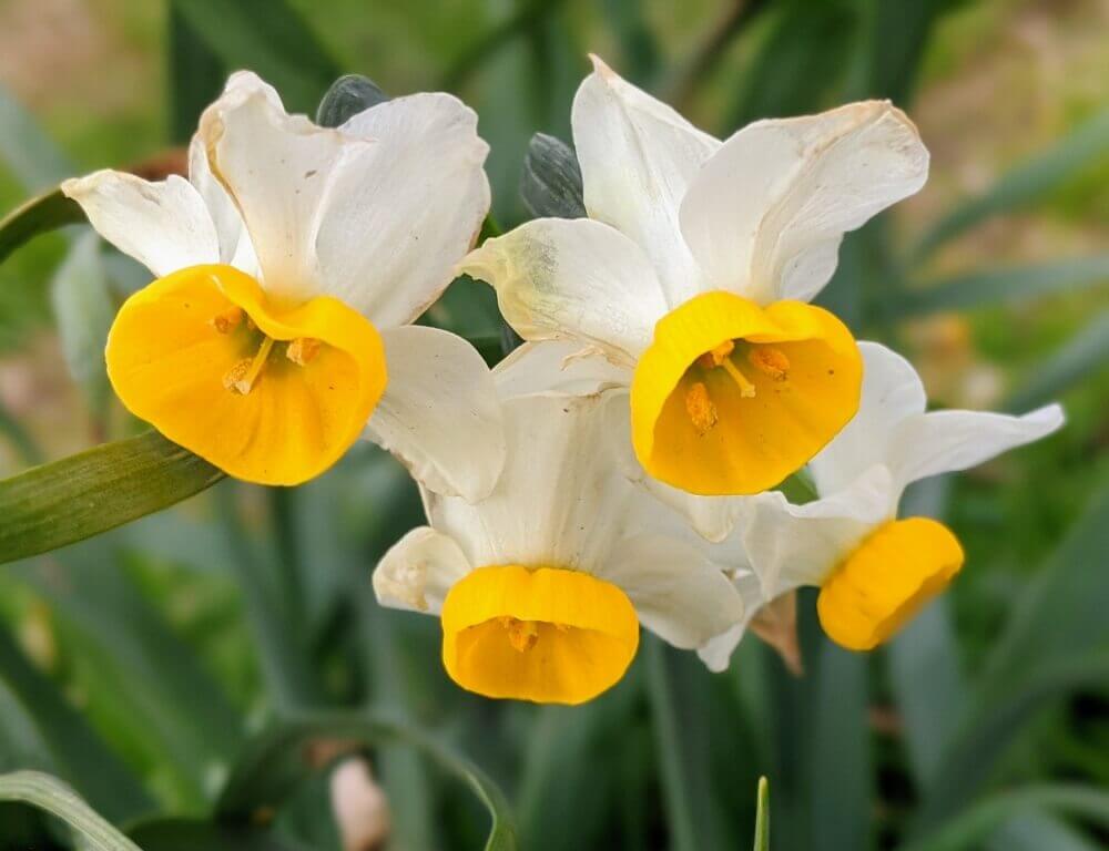 水仙 スイセン の種類 白や黄色などの代表的な品種 花の特徴は Greensnap グリーンスナップ