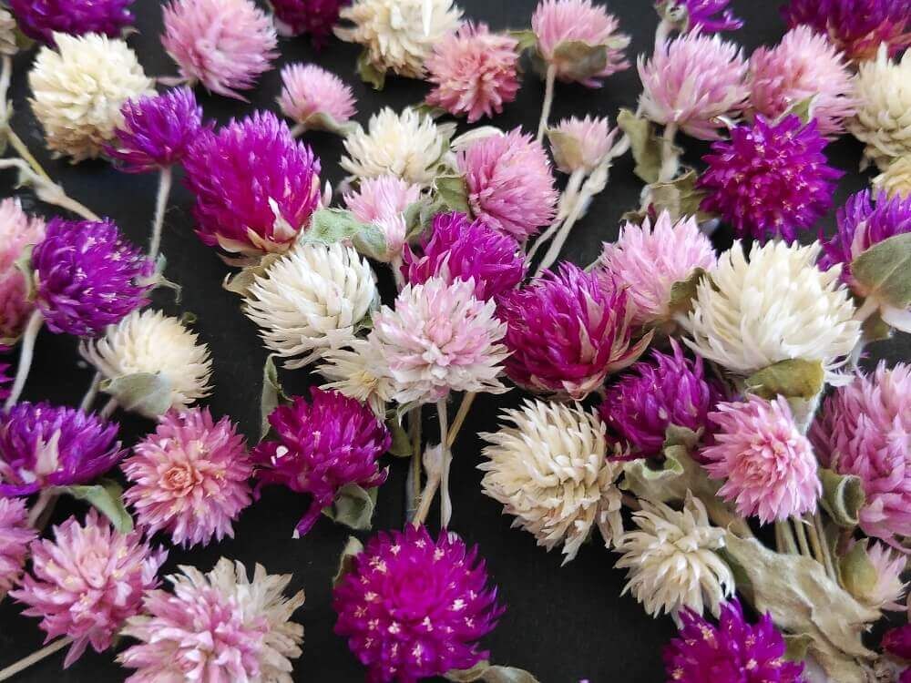 センニチコウ　千日紅