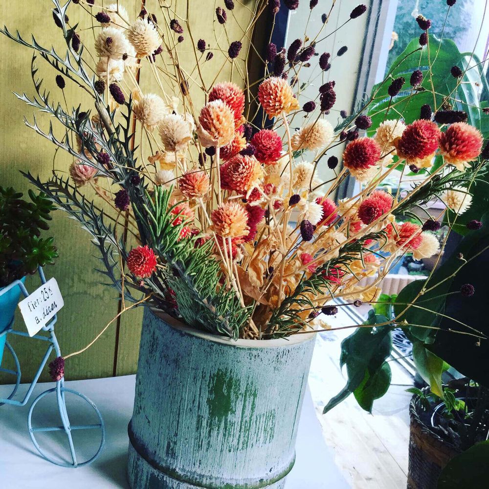 センニチコウ　千日紅