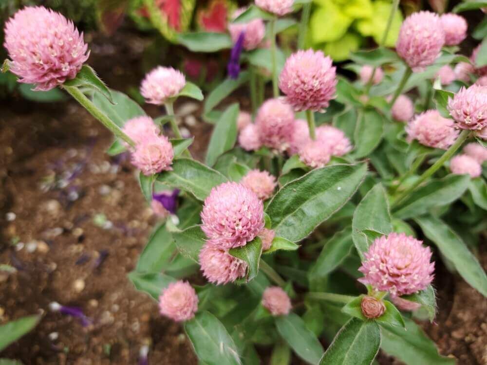 センニチコウ　千日紅