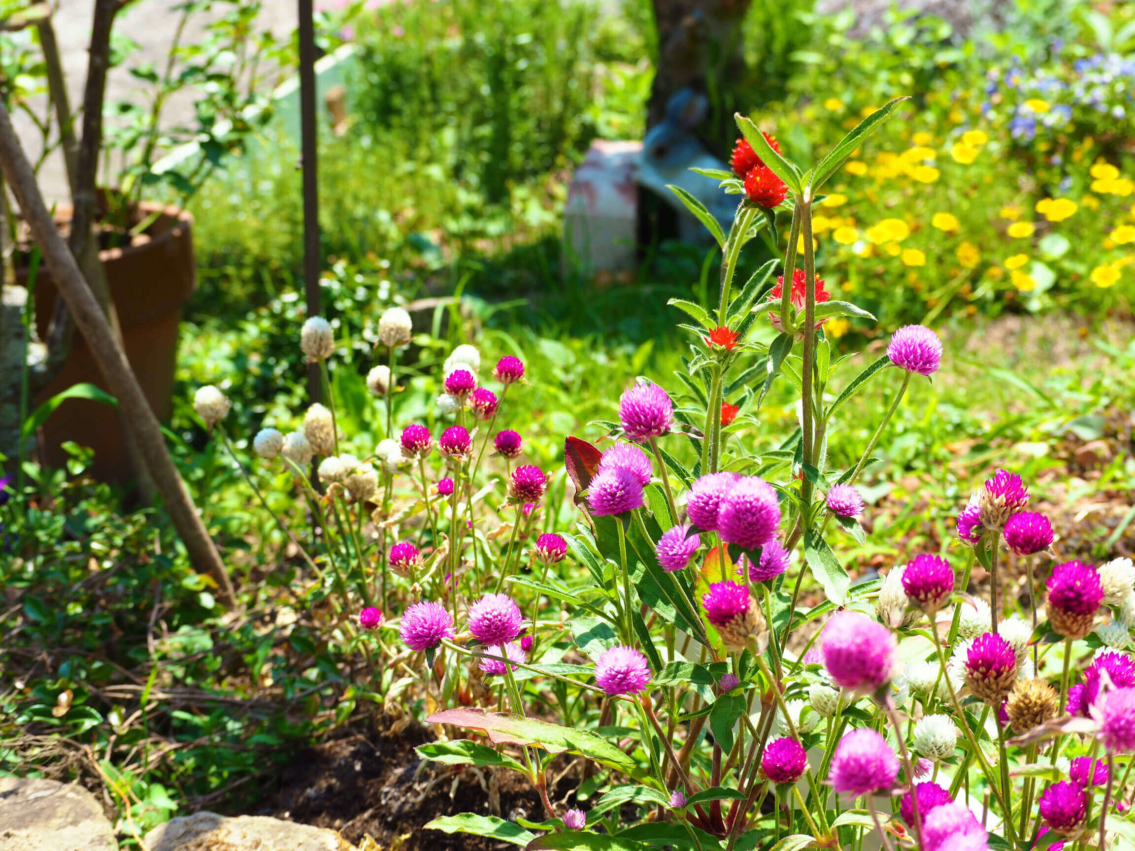 センニチコウ 千日紅 の花言葉 種類や花の特徴 寄せ植えがおすすめ Greensnap グリーンスナップ