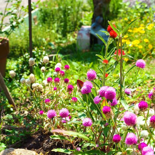 センニチコウ 千日紅 の花言葉 色別の意味はある 種類や花の特徴は Greensnap グリーンスナップ