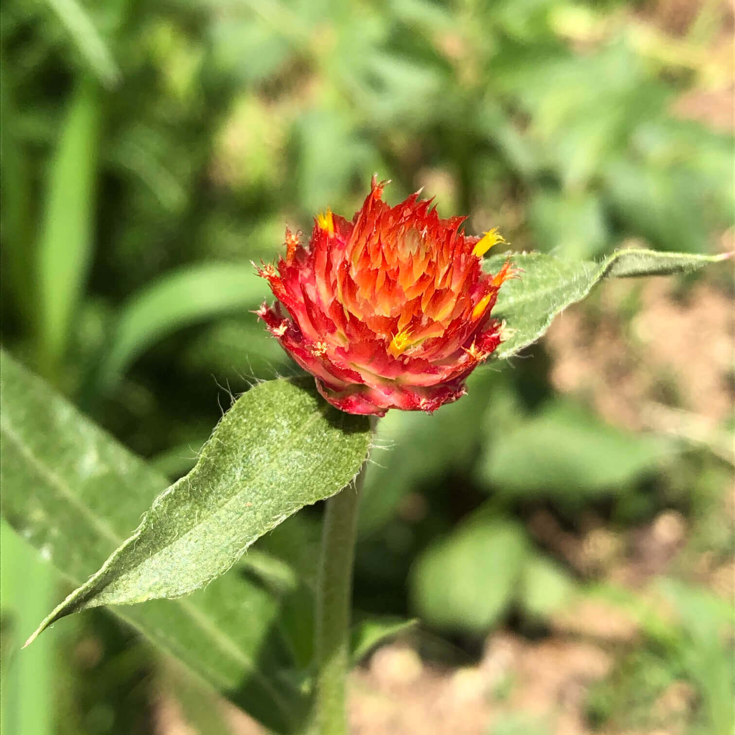 センニチコウ 千日紅 の花言葉 色別の意味はある 種類や花の特徴は Greensnap グリーンスナップ