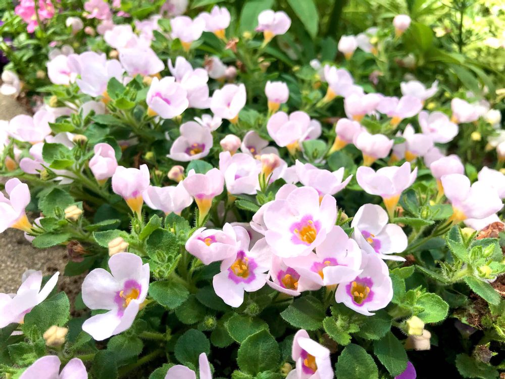 バコパ　ステラ