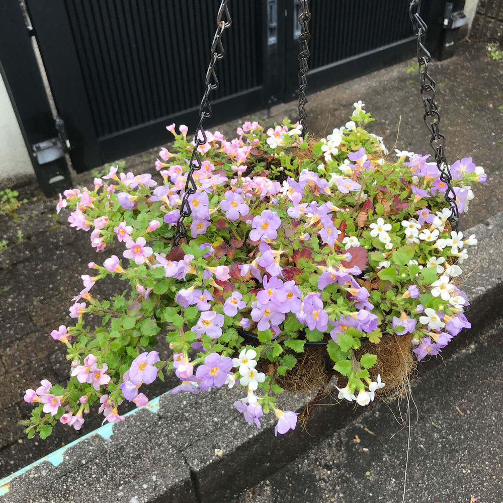 バコパ　ステラ