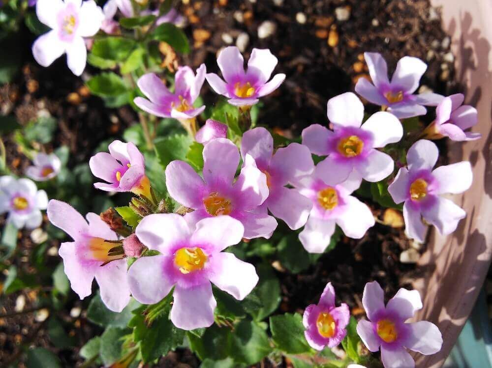 バコパ　ステラ