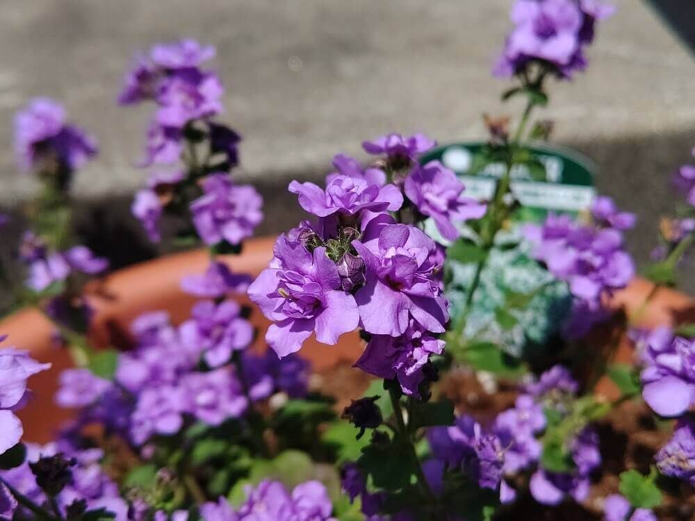 バコパ　ステラ