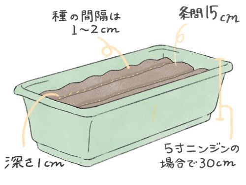 ニンジン 人参 の栽培 育て方 種まきの方法は 収穫時期やサインは Greensnap グリーンスナップ