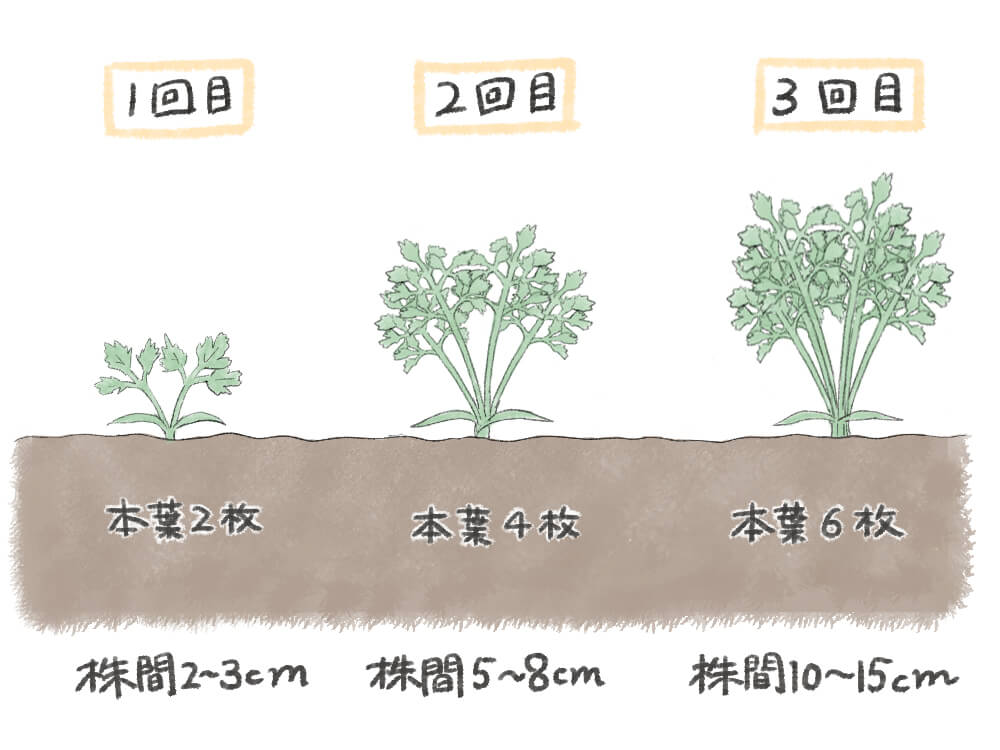 ニンジン 人参 の栽培 育て方 種まきの方法は 収穫時期やサインは Greensnap グリーンスナップ