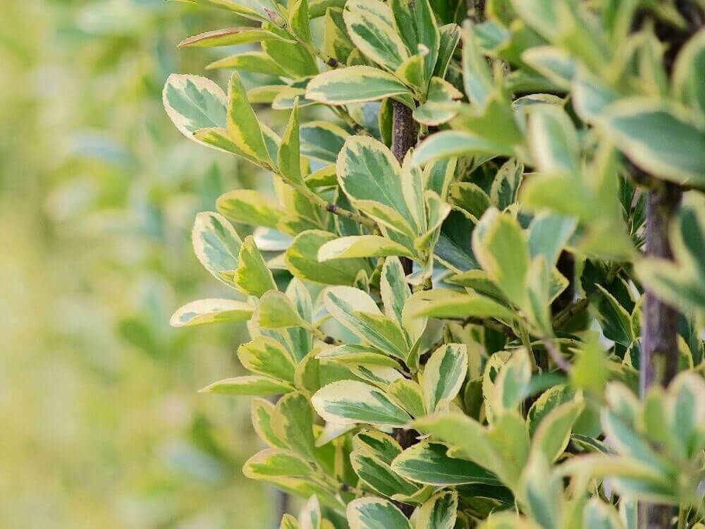 剪定　生け垣　生垣　刈り込み