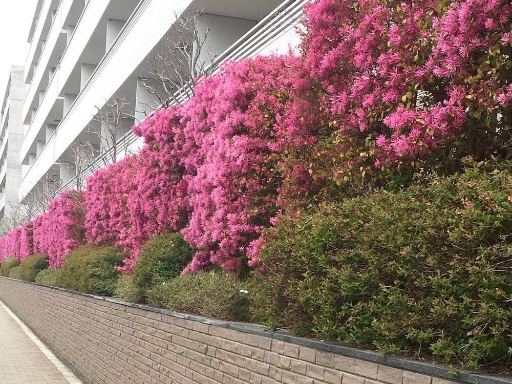 剪定　生け垣　生垣　刈り込み