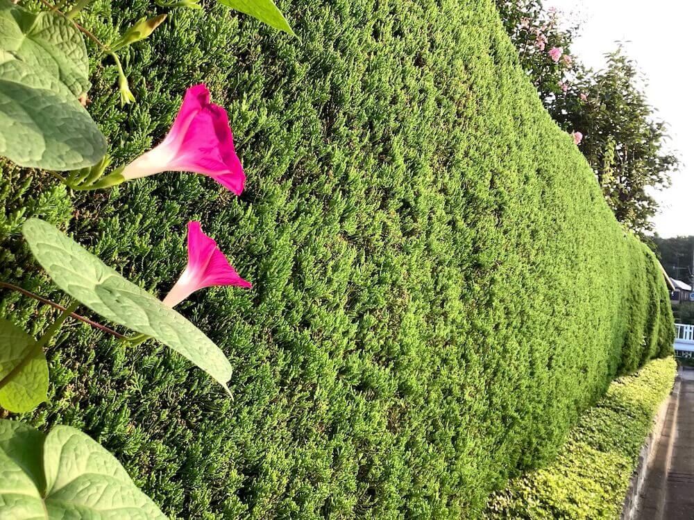 剪定　生け垣　生垣　刈り込み