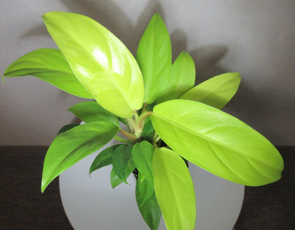 フィロデンドロン