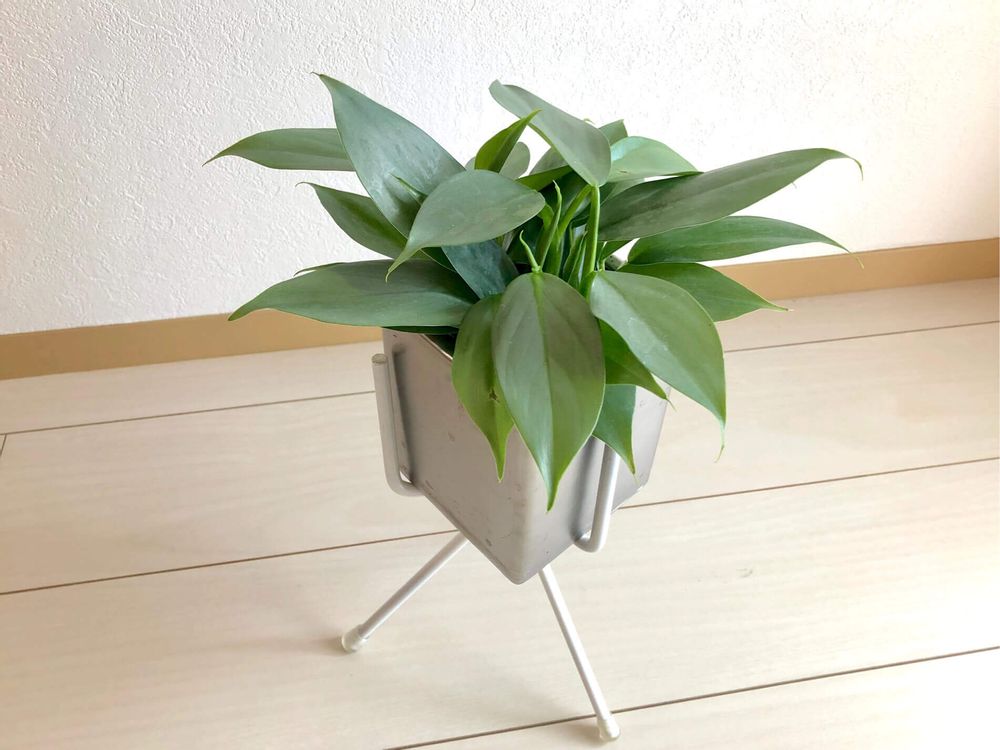 フィロデンドロン