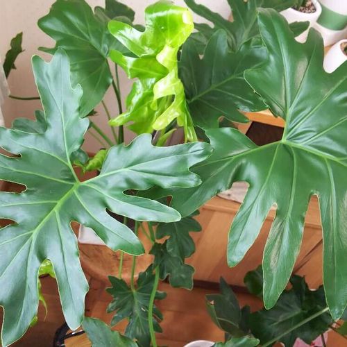 フィロデンドロンの花言葉 種類や品種 特徴や風水効果は Greensnap グリーンスナップ