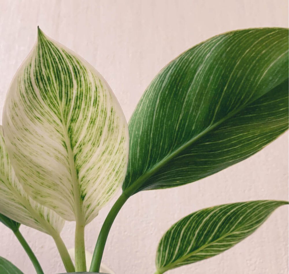 フィロデンドロン