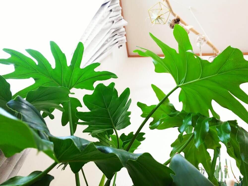 フィロデンドロン