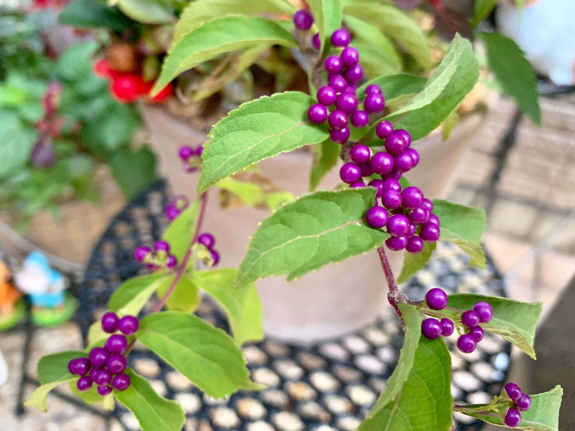 ムラサキシキブ 紫式部 の花言葉 花や実の特徴 種類はある Greensnap グリーンスナップ