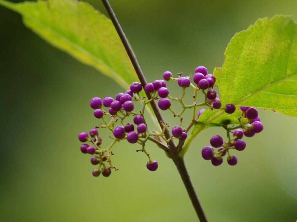 ムラサキシキブ　紫色の実