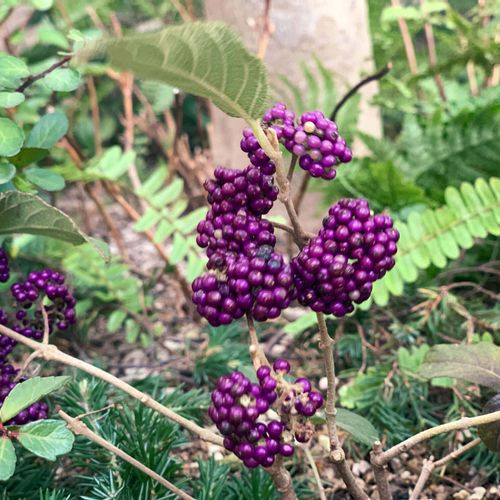 ムラサキシキブ 紫式部 の花言葉 花や実の特徴 種類はある Greensnap グリーンスナップ