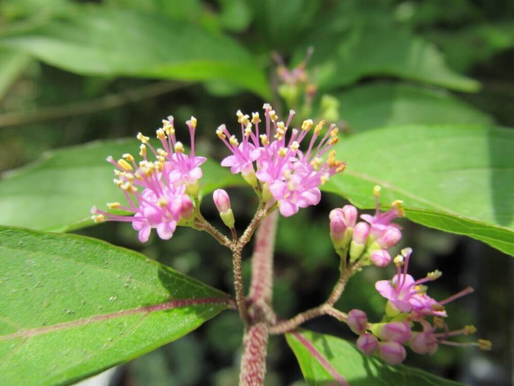 ムラサキシキブの花言葉 花や実の特徴 種類はある Greensnap グリーンスナップ