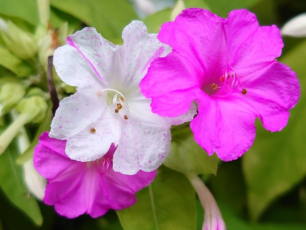 オシロイバナ　ピンク色の花　白い花