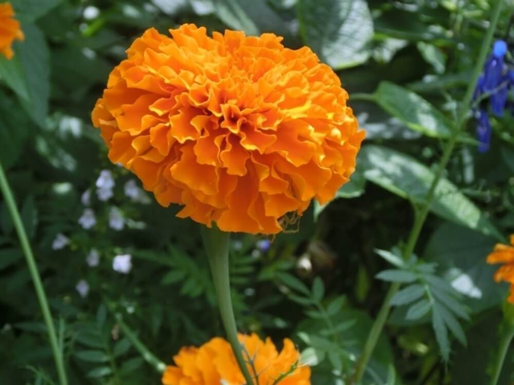 アフリカンマリーゴールド