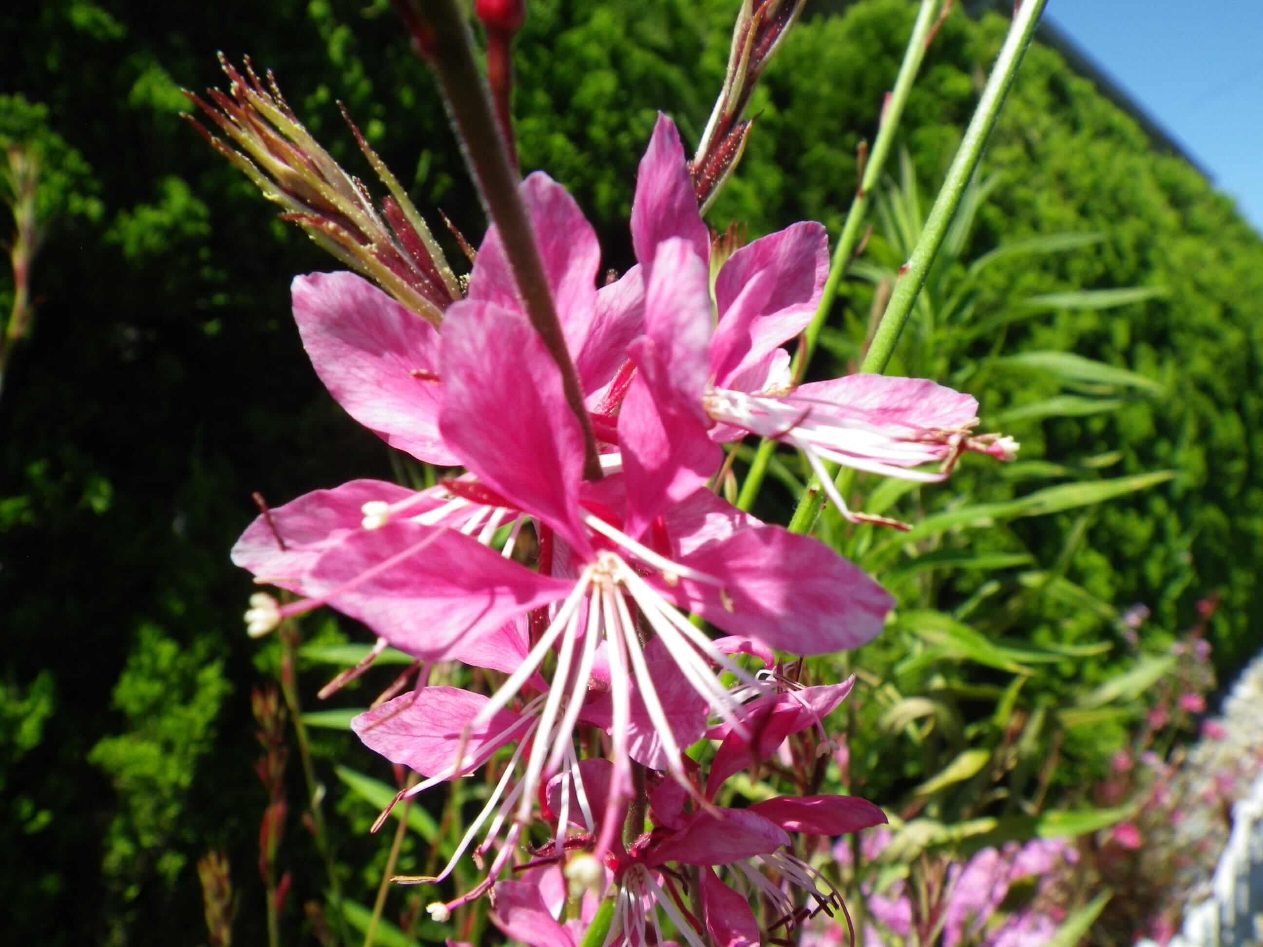 ガウラ 白蝶草 の花言葉 花の特徴や種類 品種は Greensnap グリーンスナップ