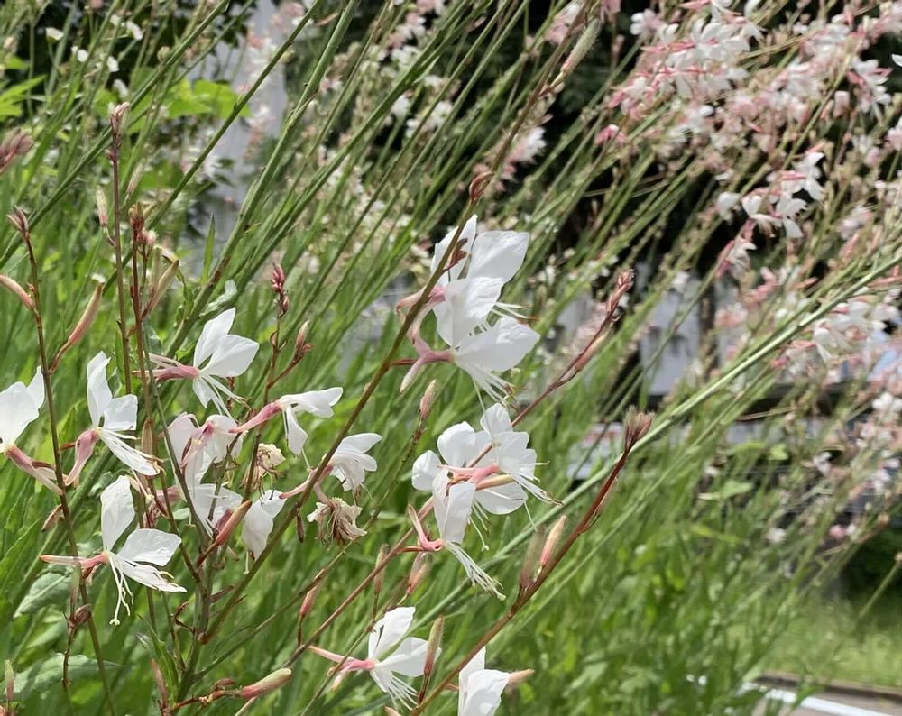 ガウラ　ハクチョウソウ