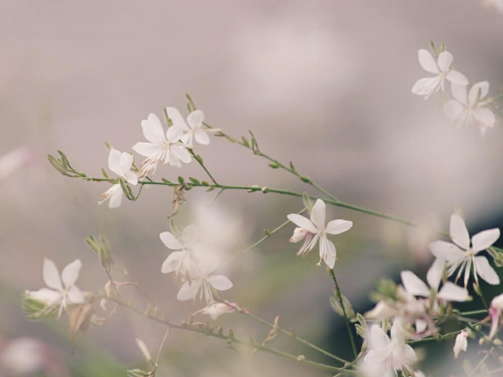 ガウラ 白蝶草 の花言葉 花の特徴や種類 品種は Greensnap グリーンスナップ