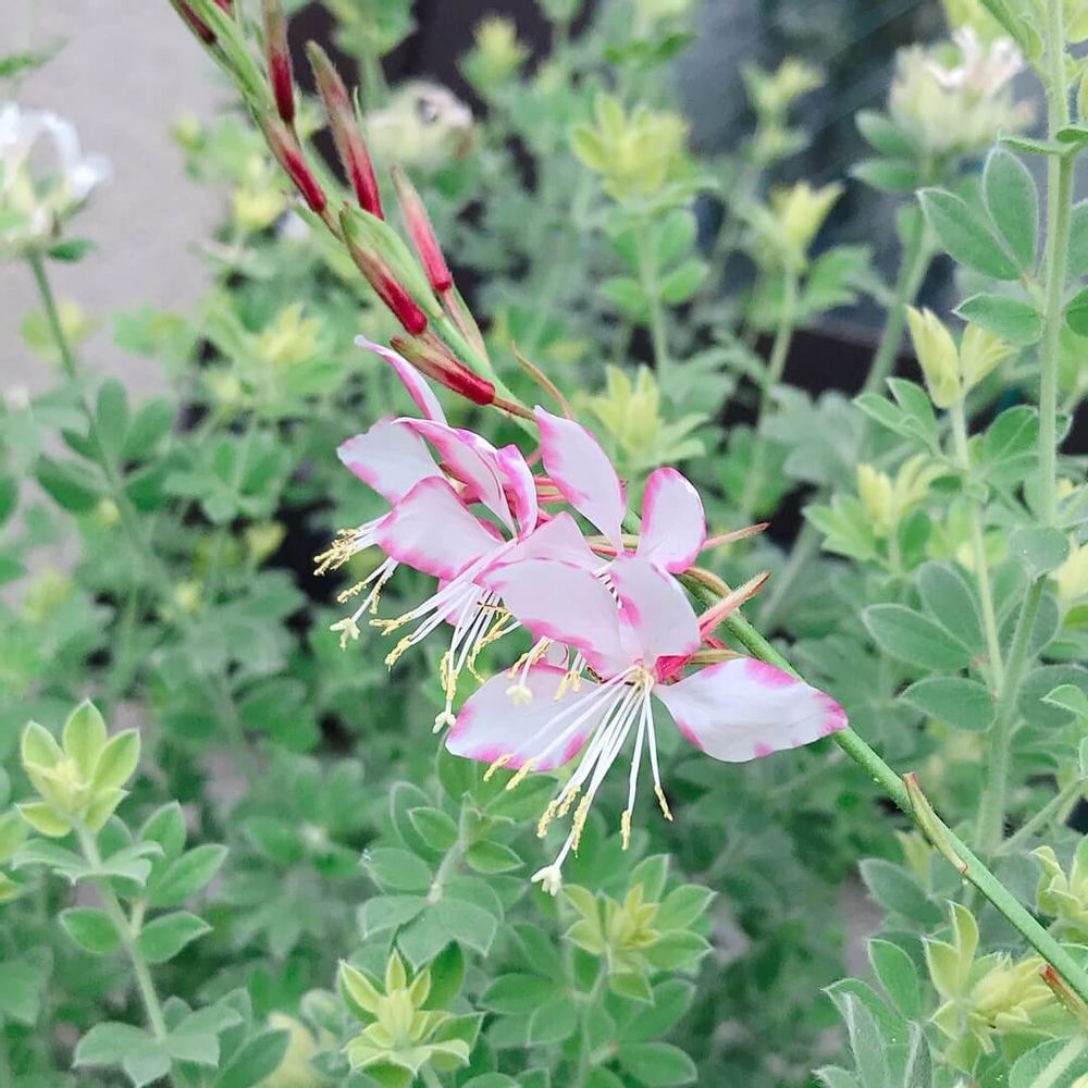 ガウラ　ハクチョウソウ