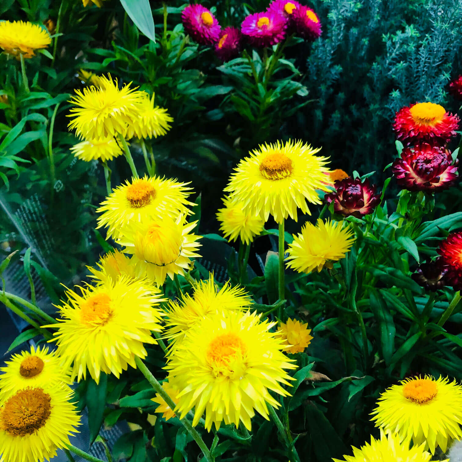 ヘリクリサムの花言葉 種類や花の特徴 精油の効能は Greensnap グリーンスナップ