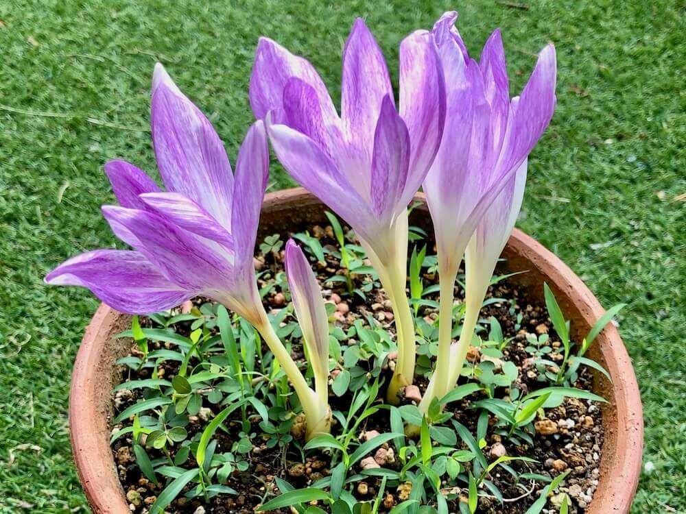 夏植え球根　コルチカム