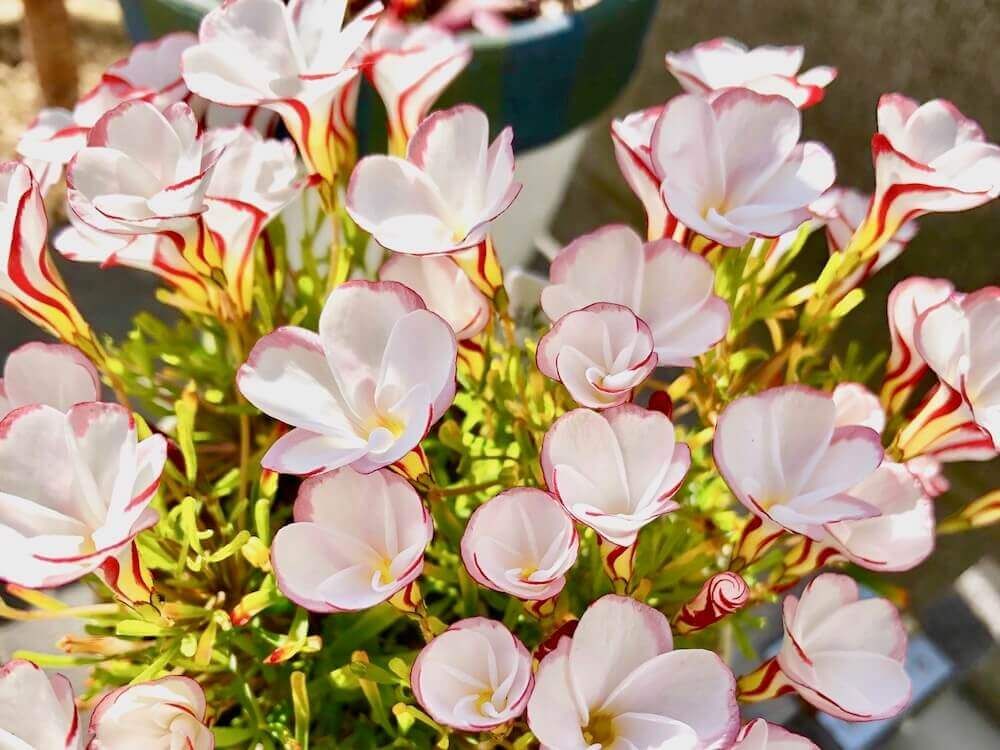 カタバミ　オキザリス　夏植え球根