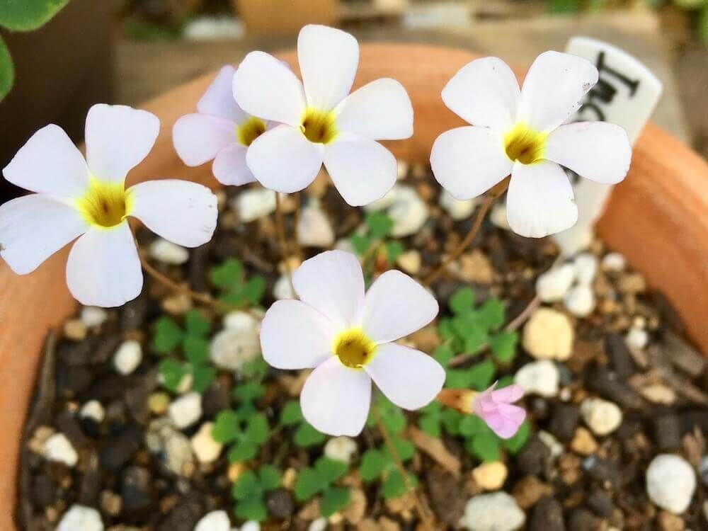 カタバミ　オキザリス　夏植え球根
