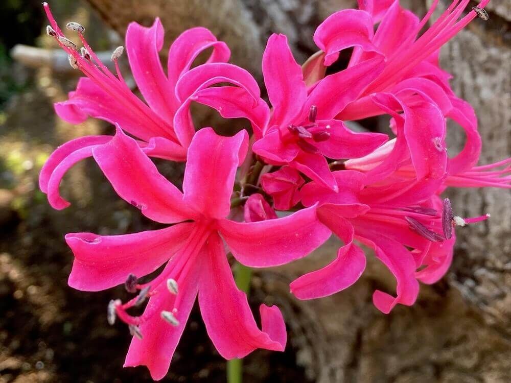夏植え球根　ネリネ