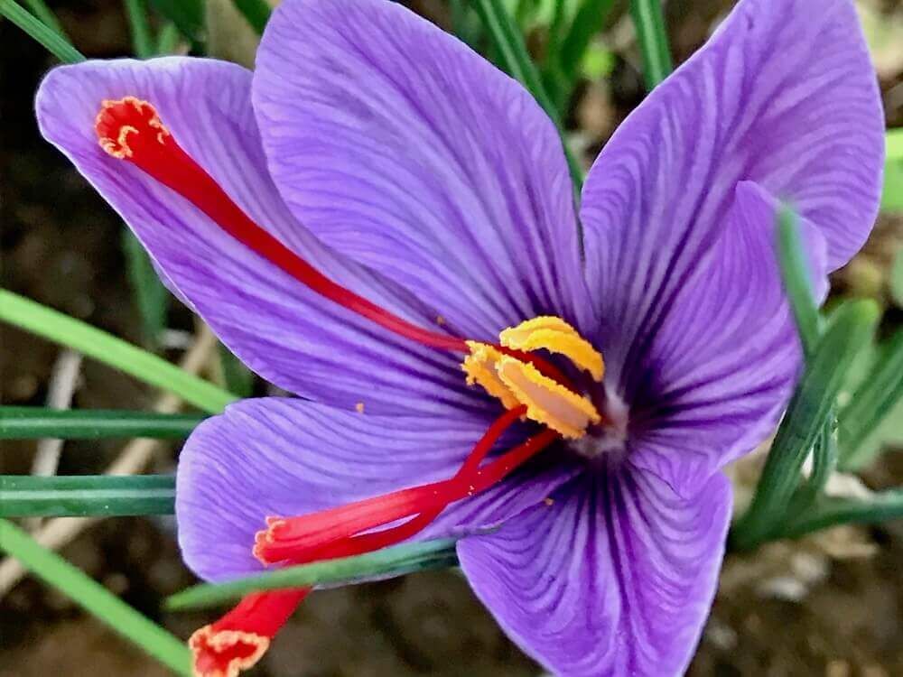 夏植え球根　サフラン