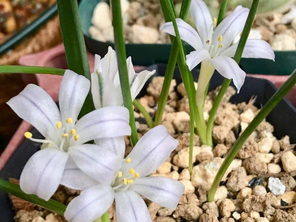 夏植え球根　ポリキセナ