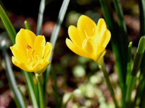 11月の誕生花 日別の花一覧と花言葉は 11月生まれの人に贈ろう Greensnap グリーンスナップ