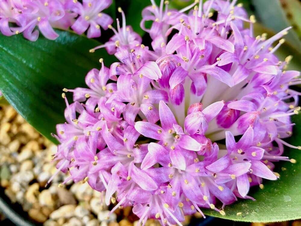 夏植え球根　ポリキセナ